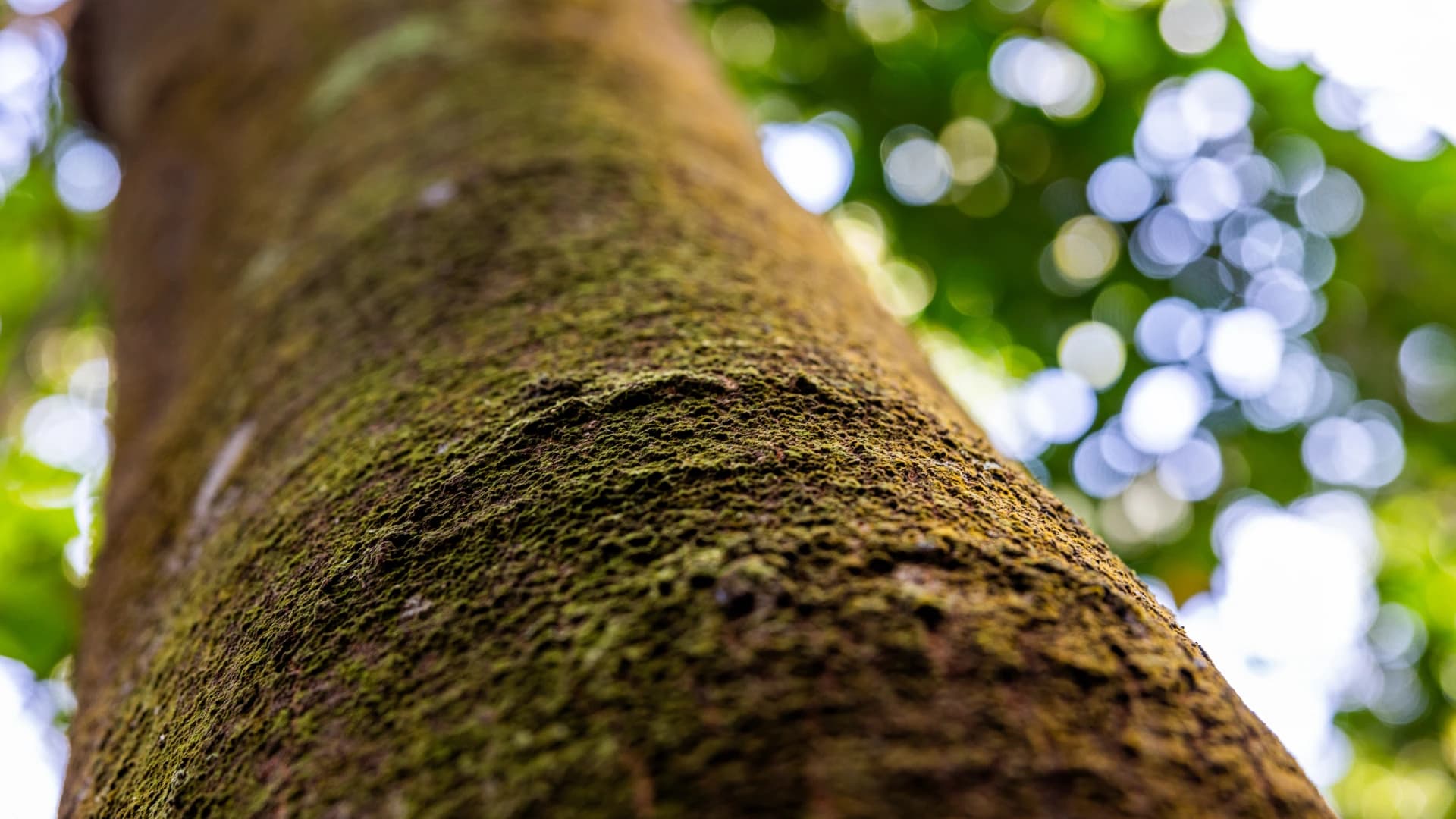 Gift a Tree