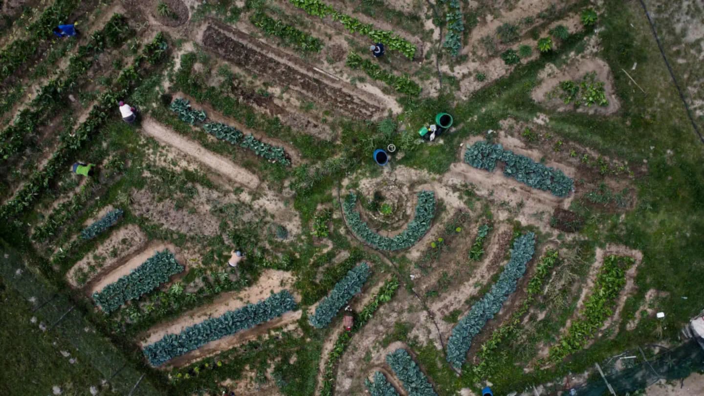 Aerial view of a women-led enterprise farm — Food & Trees for Africa